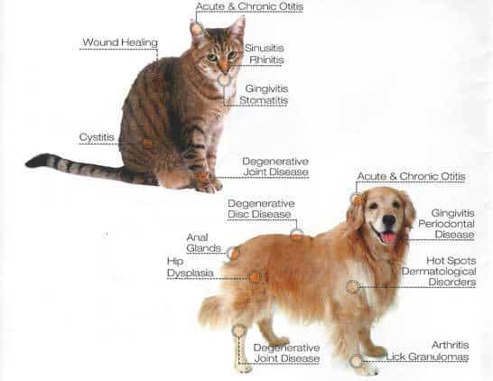 Pet Laser Therapy Treatment