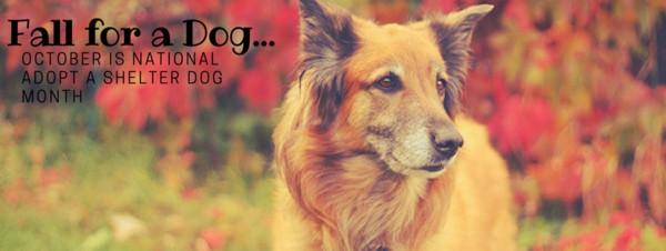 October 2018: Adopt a Shelter Dog Month