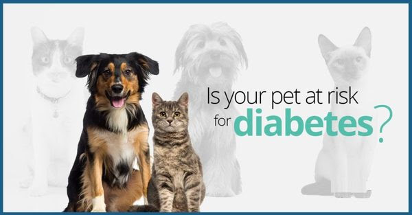 November 2019: Pet Diabetes Month
